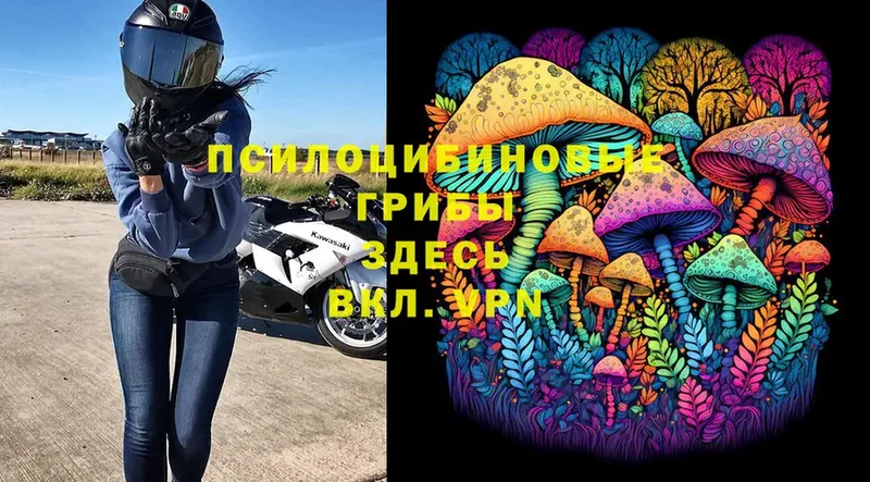 Псилоцибиновые грибы Psilocybe  Рубцовск 